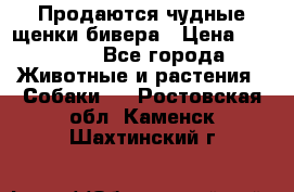 Продаются чудные щенки бивера › Цена ­ 25 000 - Все города Животные и растения » Собаки   . Ростовская обл.,Каменск-Шахтинский г.